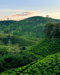 Ooty Mysore-Gallery